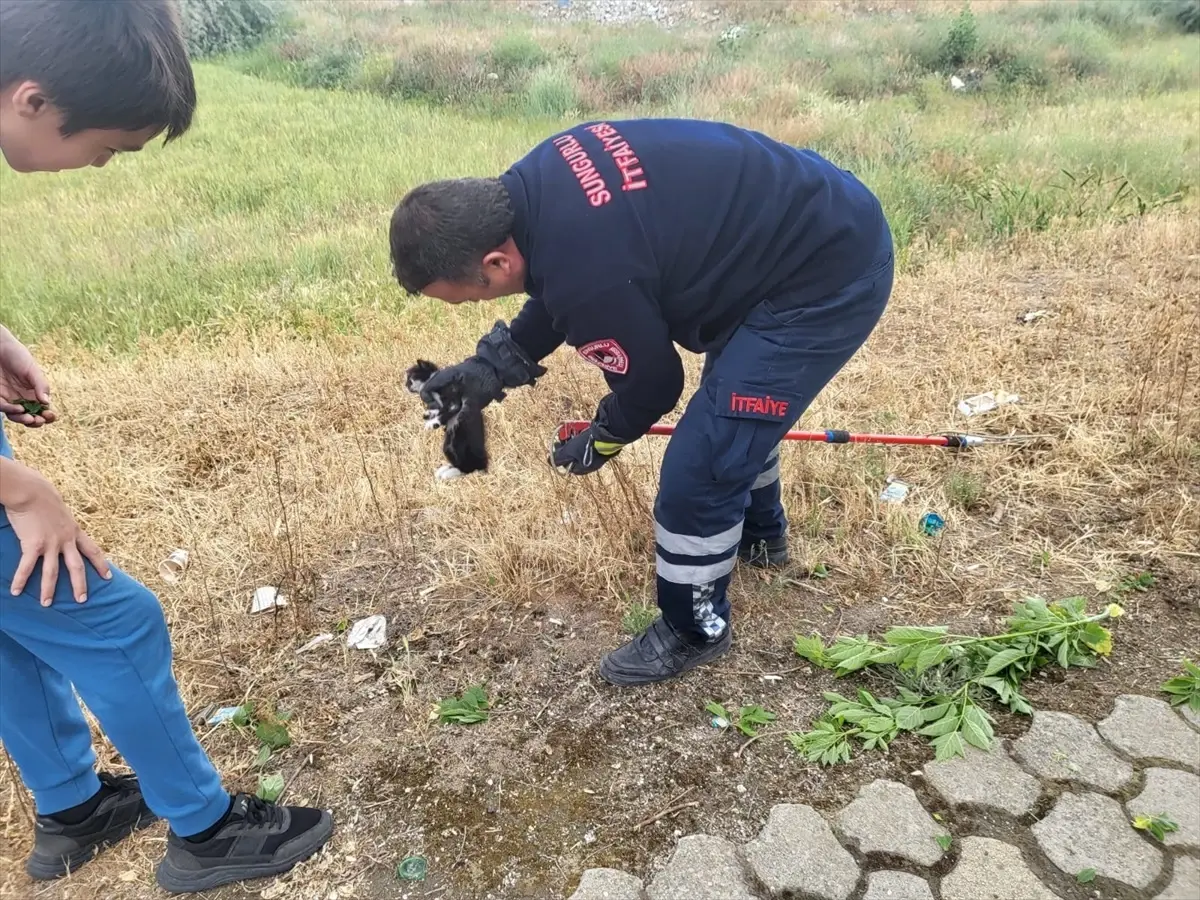 Yavru Kedi Ağaçtan İtfaiye Ekipleri Tarafından Kurtarıldı