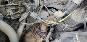 Sungurlu'da İtfaiye Ekipleri Mahsur Kalan Kediyi Kurtardı