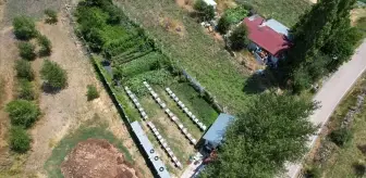 Çubuk'ta Çiçek Balı Hasadı Başladı