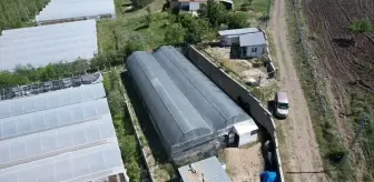 Çubuk'ta Ata Tohumuyla Organik Fide Üretimi