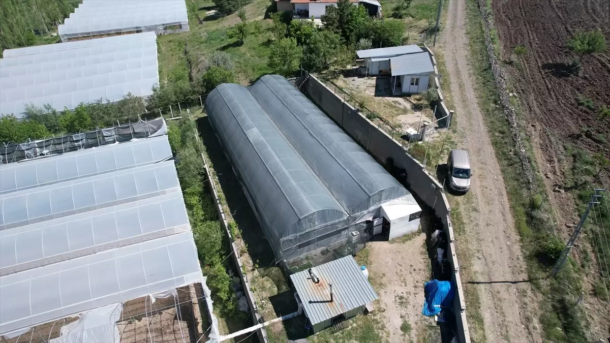 Çubuk'ta Ata Tohumuyla Organik Fide Üretimi