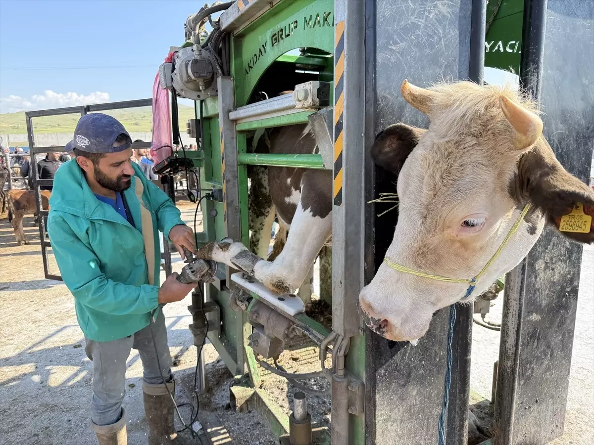 Çubuk'ta büyükbaş hayvanların tırnak kesim ve bakımı mobil araçta yapılıyor