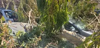 Datça'da Ağaç Dalları Araçlara Zarar Verdi