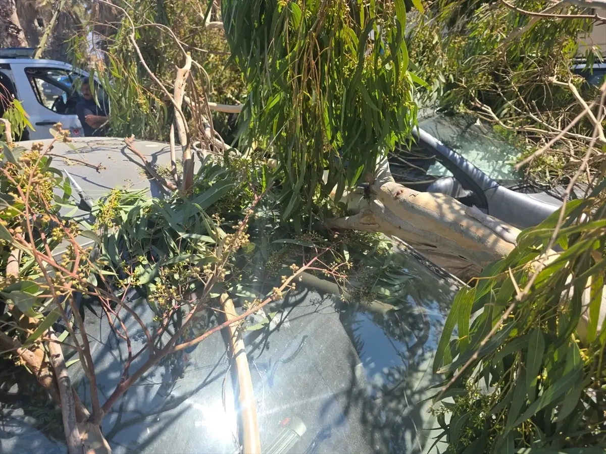 Datça'da Ağaç Dalları Araçlara Zarar Verdi