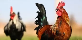 Denizli Horozunun Genetik Koruma ve Islah Çalışmaları Başlatıldı
