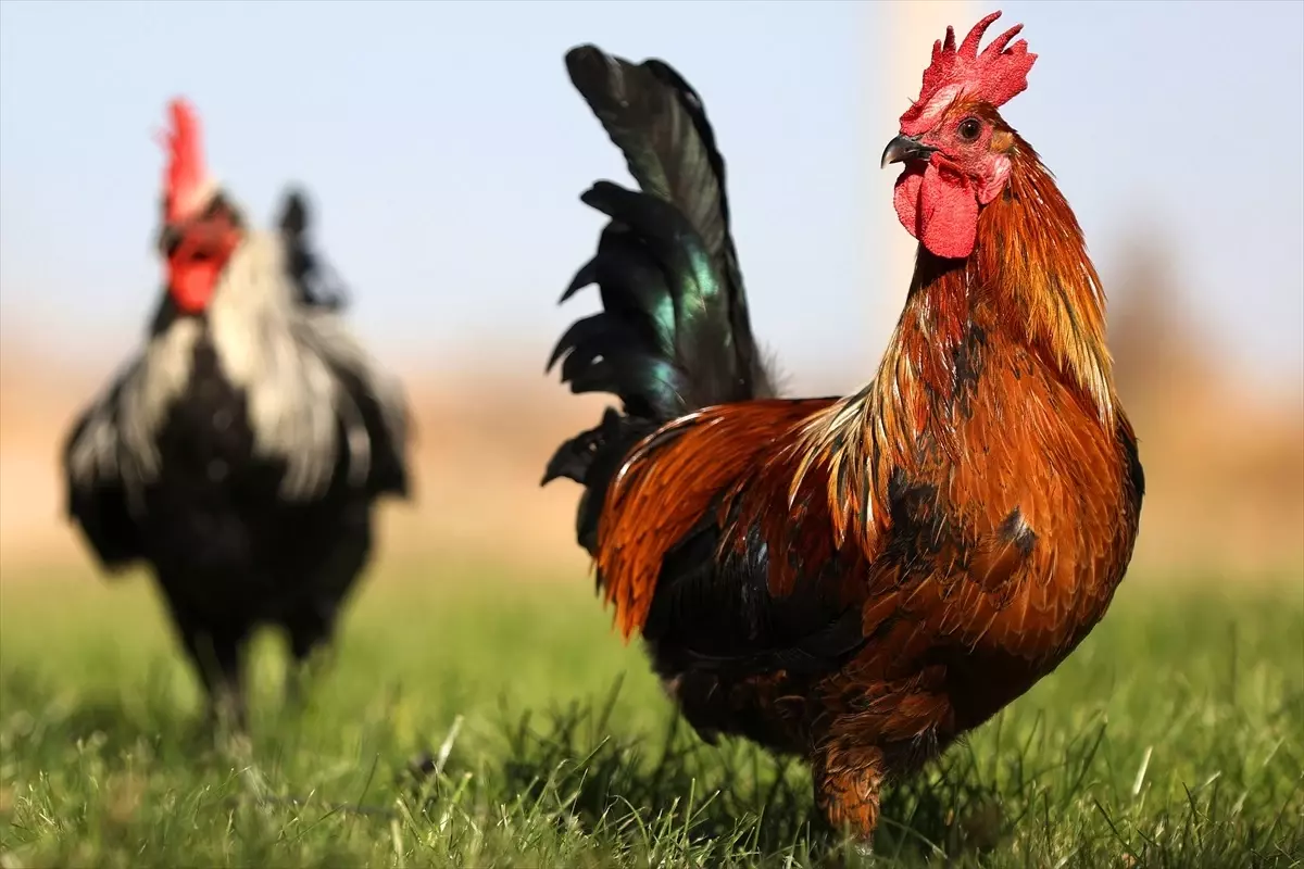 Denizli Horozunun Genetik Koruma ve Islah Çalışmaları Başlatıldı