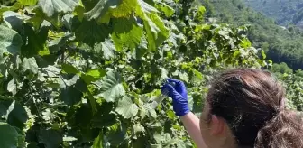 Giresun'da Kahverengi Kokarcaya Karşı 2 Bin 240 Samuray Arısı Salındı