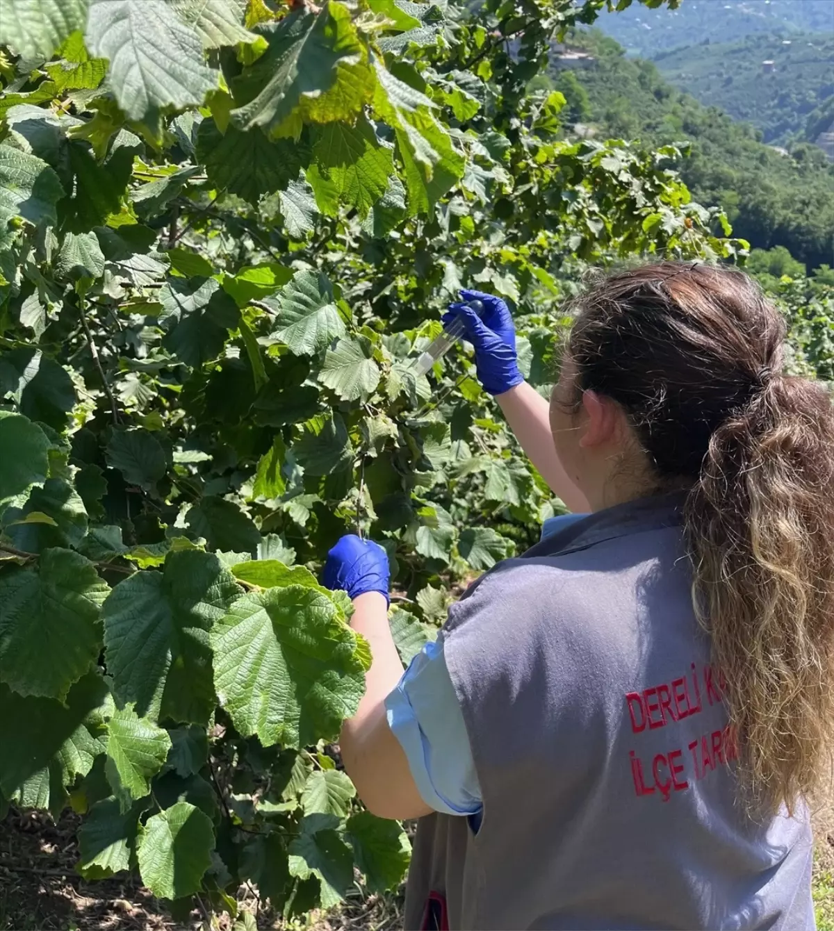 Giresun'da Kahverengi Kokarcaya Karşı 2 Bin 240 Samuray Arısı Salındı