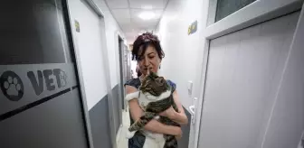 Diyabetli Kedi 'Mars' Kök Hücre Nakliyle Sağlığına Kavuştu