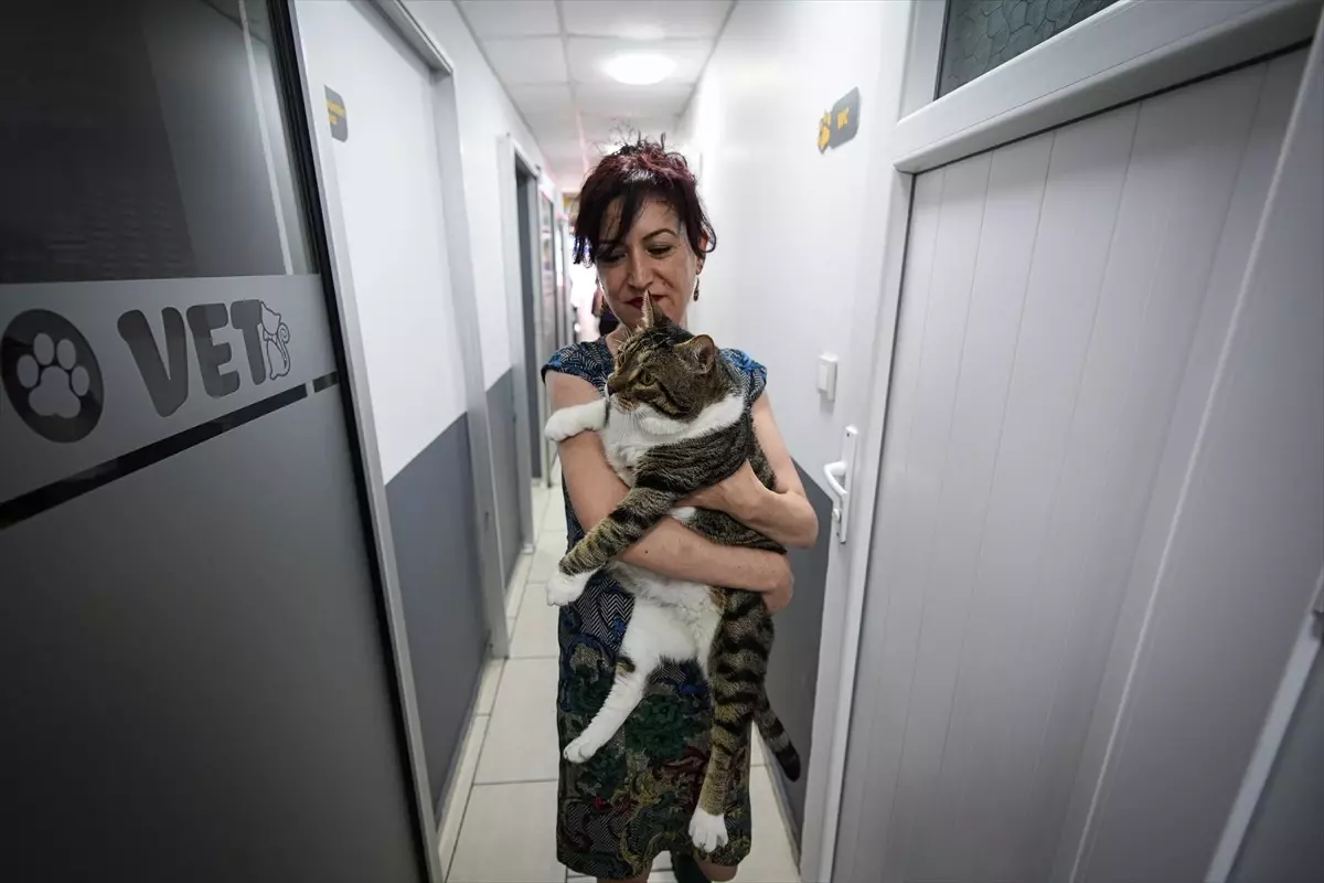 Diyabetli Kedi 'Mars' Kök Hücre Nakliyle Sağlığına Kavuştu