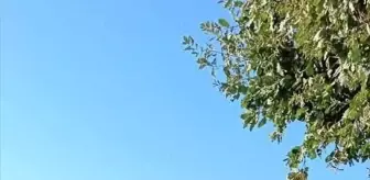 Domates Yüklü Tır Devrildi: Sürücü Yaralandı