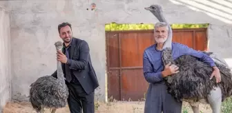Diyarbakır'da Yalnız Deve Kuşuna Eş Bulundu