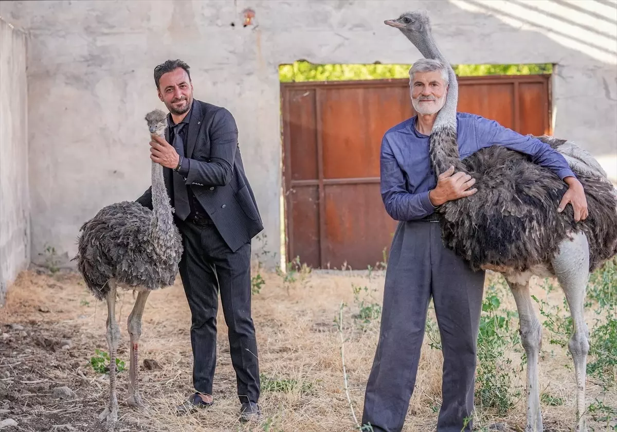 Diyarbakır'da Yalnız Deve Kuşuna Eş Bulundu