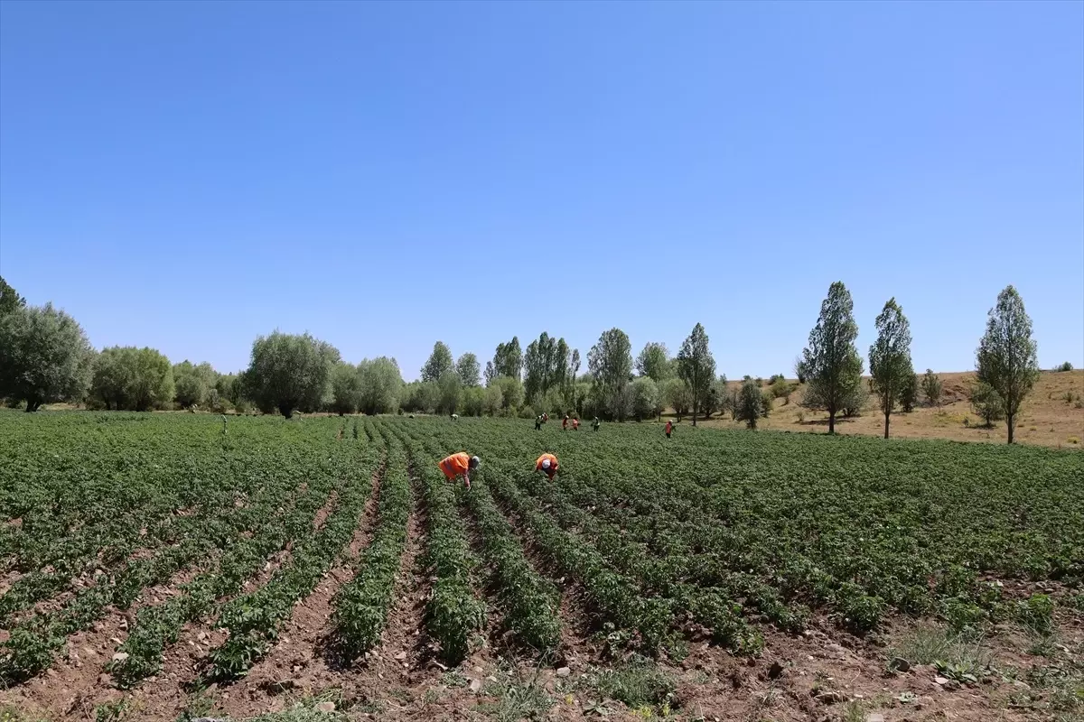 Dodurga'da Gençler için Patates Yetiştiriliyor