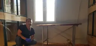 Yaralı Kızıl Şahin, Veteriner Hekim Tarafından Sahiplendi