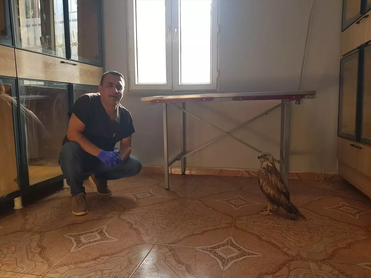 Yaralı Kızıl Şahin, Veteriner Hekim Tarafından Sahiplendi