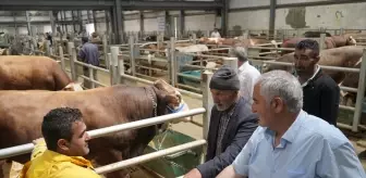 Erzurum'daki Doğu Anadolu Canlı Hayvan Borsası'nı 5 Yılda 2 Milyon Kişi Ziyaret Etti