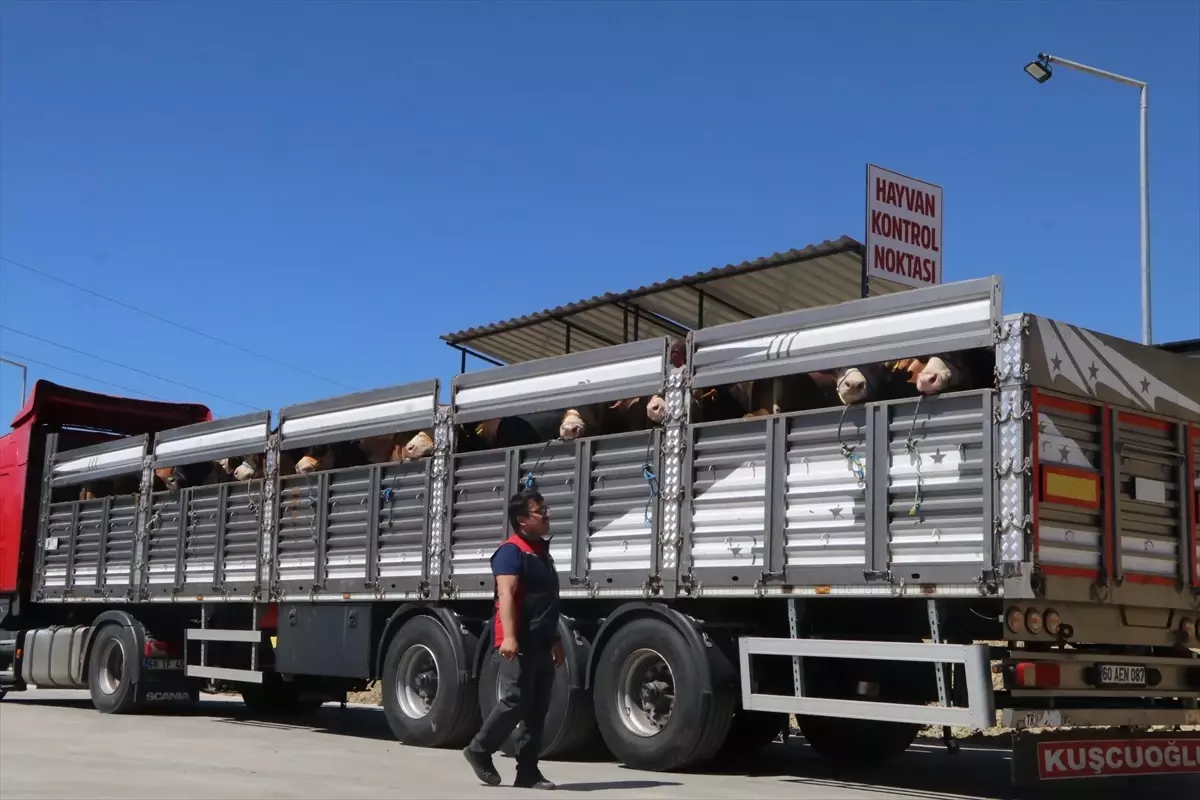 Kurbanlık Hayvan Kontrolleri Çankırı'da Sıkılaştırıldı