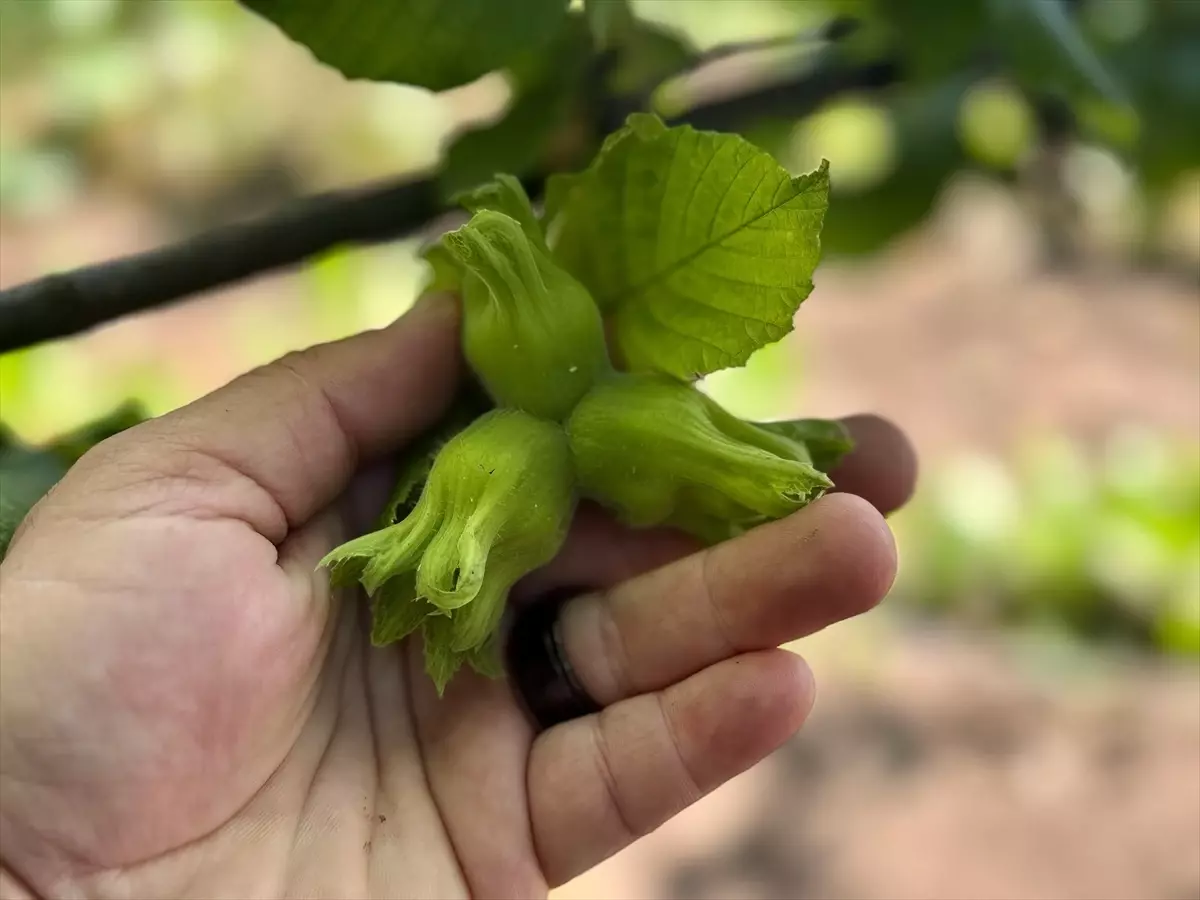 Düzce'den AB Ülkelerine Fındık İhracatı 13 Bin 461 Ton