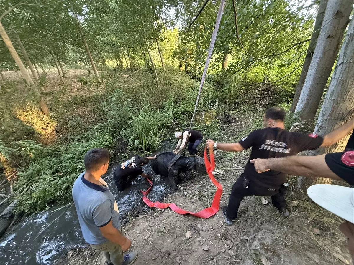 Düzce'de Bataklığa Saplanan İnek İtfaiye Ekiplerince Kurtarıldı