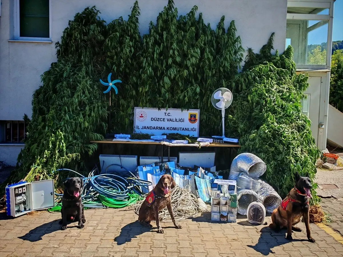 Düzce'de Kenevir Ekimi Yapan Şahıs Gözaltına Alındı