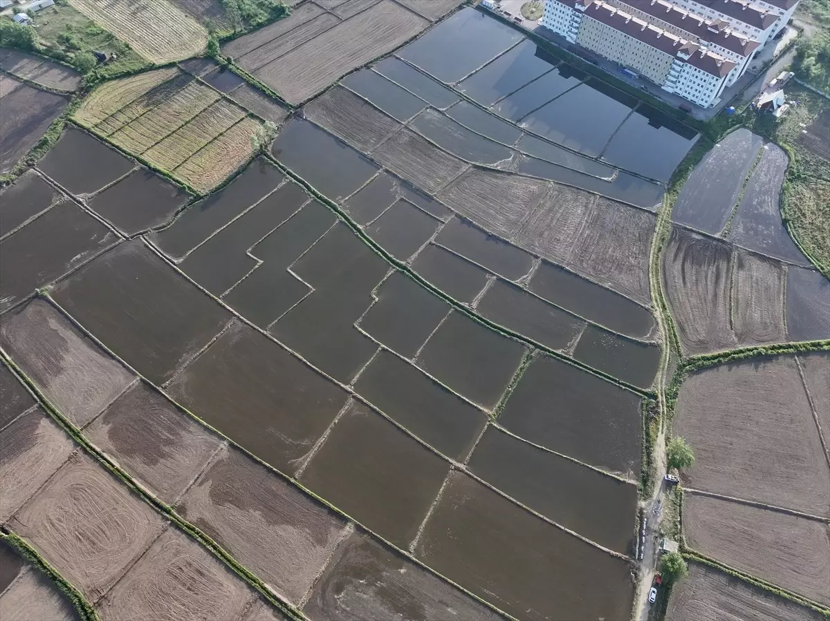 Düzce'de Konuralp Pirinci Üretimi Devlet Desteğiyle Artıyor