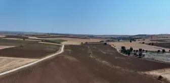 Edirne'de Ayçiçeği Veriminde Düşüş Bekleniyor