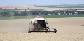 Edirne'de Buğday Hasadı Başladı