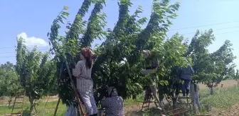 Enez'de Çeribaşı Kirazı Hasadı Başladı