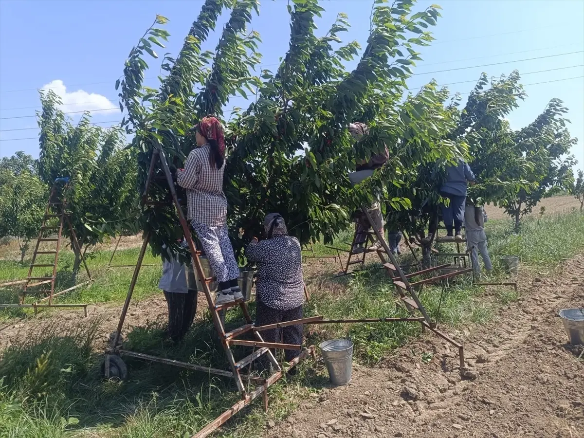 Enez'de Çeribaşı Kirazı Hasadı Başladı
