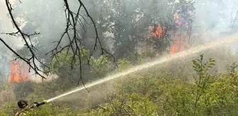 Edirne'de Orman Yangınına Havan ve Karadan Müdahale