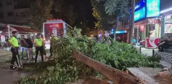 Edirne'de Devrilen Ağaç Otomobil ve Minibüse Zarar Verdi