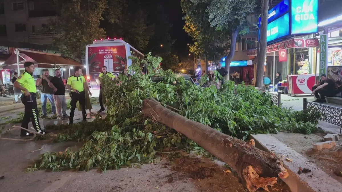 Edirne'de Devrilen Ağaç Otomobil ve Minibüse Zarar Verdi