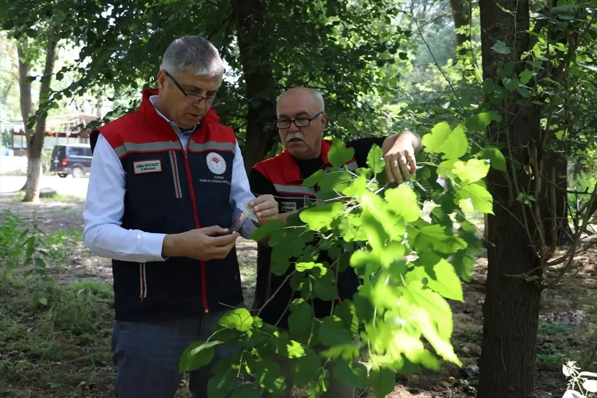 Edirne'de Kahverengi Kokarcayla Mücadele İçin 2 Bin Samuray Arısı Salındı