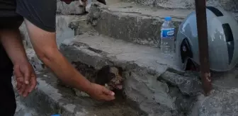 Edirne'de Yangında Kurtarılan Köpek Yavrusuna Yardım Eli