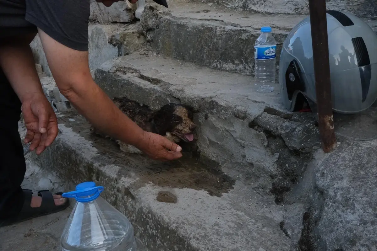 Edirne'de Yangında Kurtarılan Köpek Yavrusuna Yardım Eli