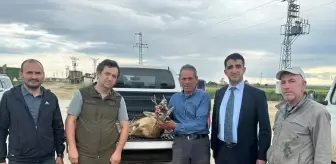 İpsala'da Su Kanalına Düşen Karaca Kurtarıldı