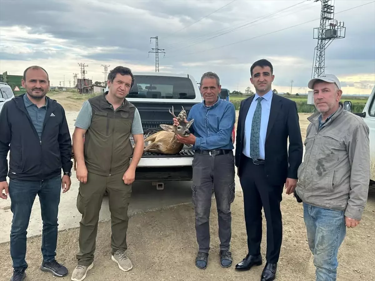 İpsala'da Su Kanalına Düşen Karaca Kurtarıldı
