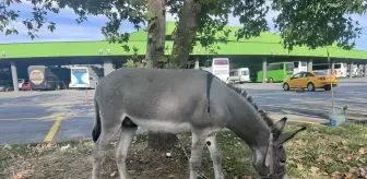 Edirne Otogarının Maskotu: Kadife İsimli Eşek