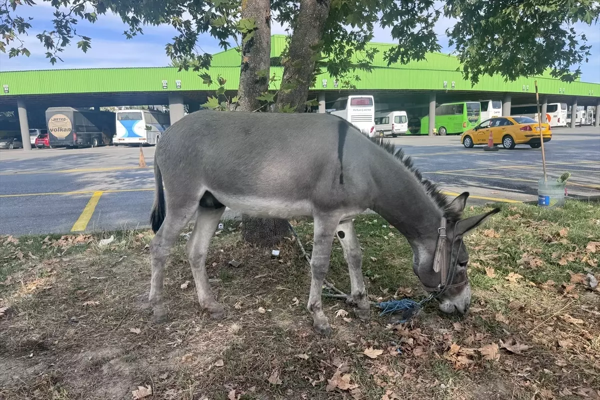 Edirne Otogarının Maskotu: Kadife İsimli Eşek