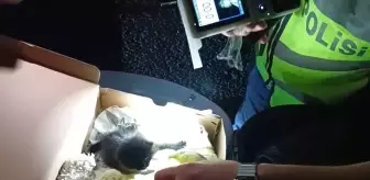 Edirne'de Motosikletten 4 Günlük Yavru Kedi Çıktı