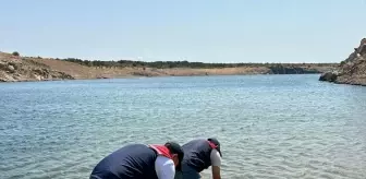 Edirne'den Kırklareli'ye 1.8 Milyon Pullu Sazan Yavrusu Bırakıldı