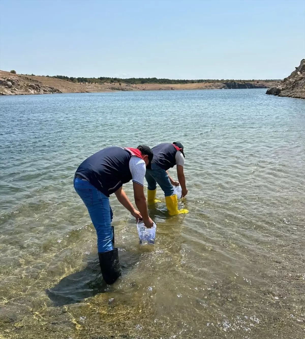 Edirne'den Kırklareli'ye 1.8 Milyon Pullu Sazan Yavrusu Bırakıldı
