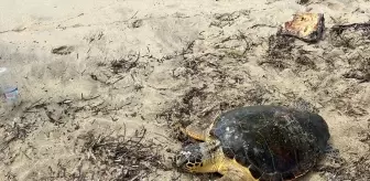 Saros Körfezi'nde Yaralı Caretta Caretta Tedavi Altına Alındı