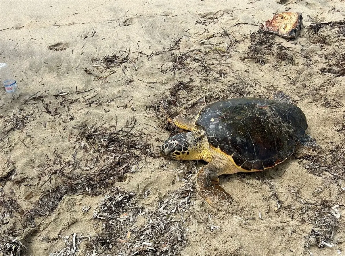 Saros Körfezi'nde Yaralı Caretta Caretta Tedavi Altına Alındı