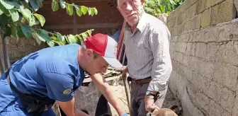 Edirne'de Kedi ve Köpeklere Kuduz Aşısı ve Mikroçip Uygulaması Yapıldı