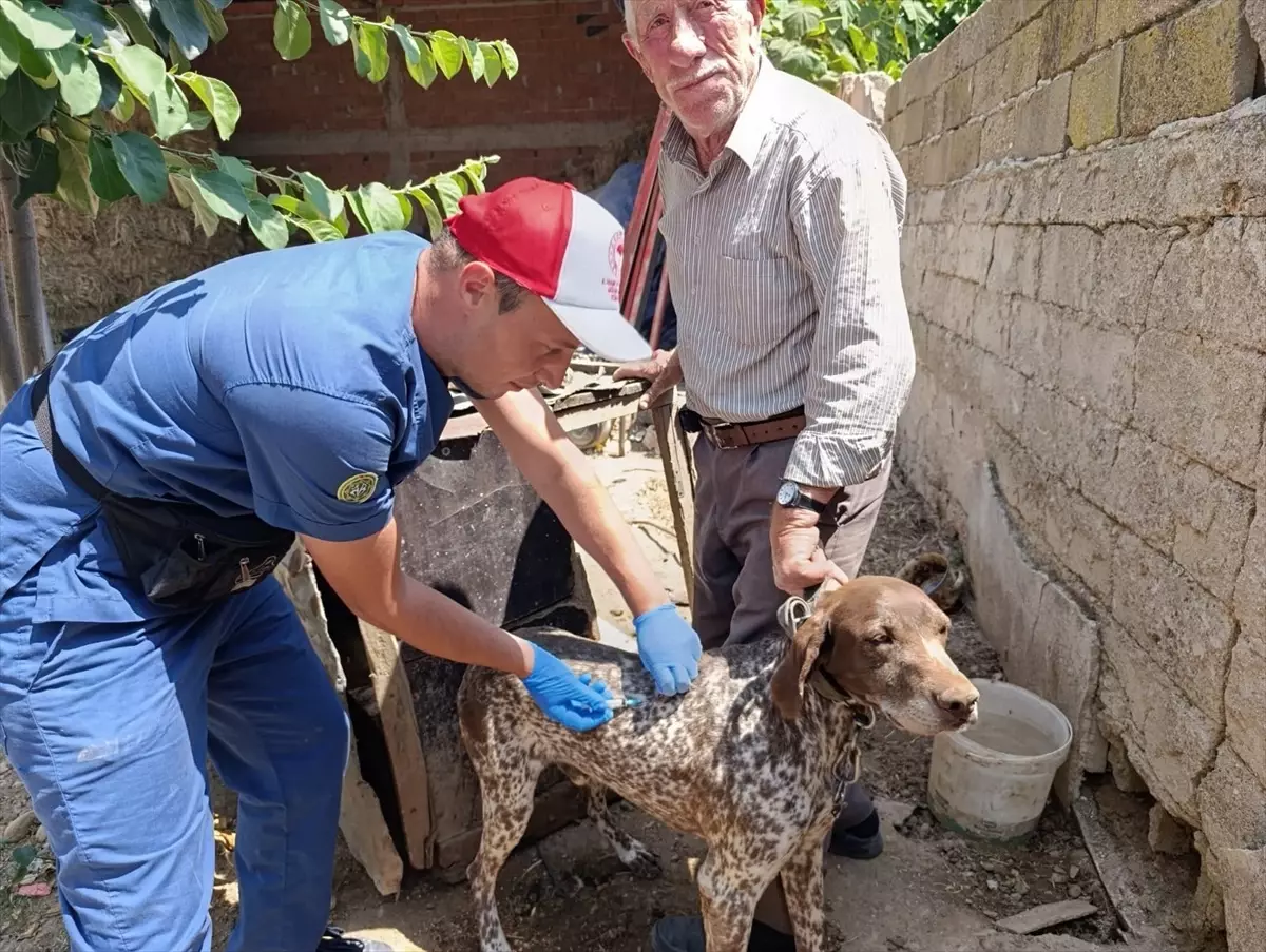 Edirne'de Kedi ve Köpeklere Kuduz Aşısı ve Mikroçip Uygulaması Yapıldı