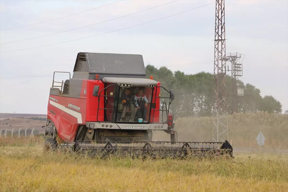 Edirne'de Çeltik Hasadı ve Trafik Eğitimi