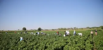Edirne'de Karaağaç Acı Biberi Hasadı Başladı