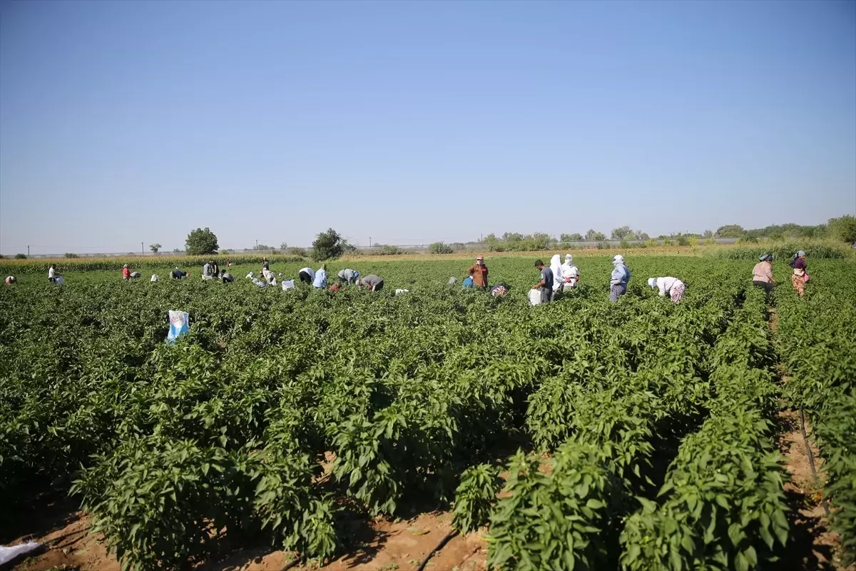 Edirne'de Karaağaç Acı Biberi Hasadı Başladı